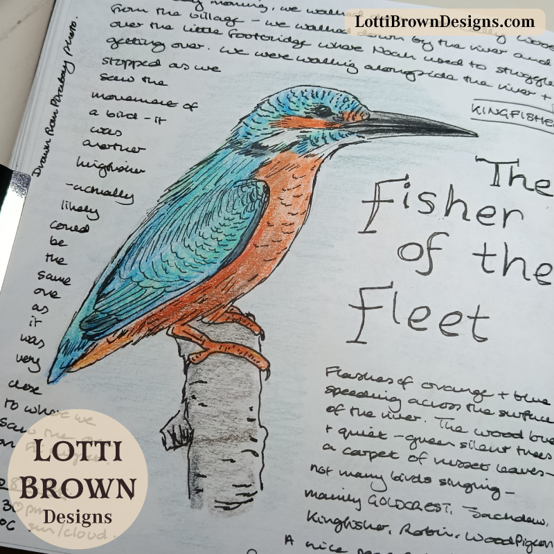 Detailed drawing in my nature journal - kingfisher