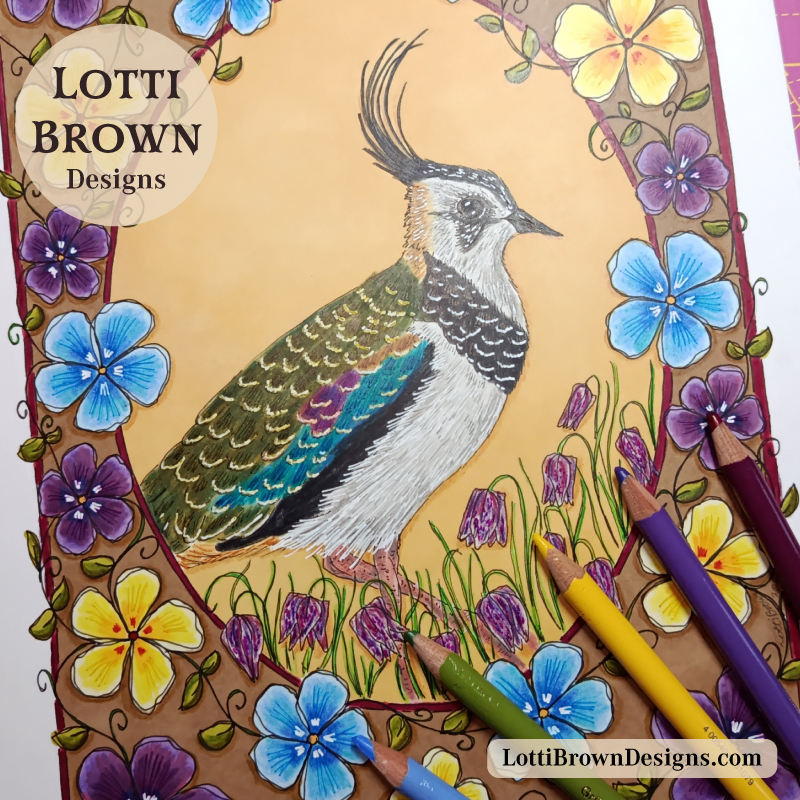 Lapwing coloured pencil art (detail)