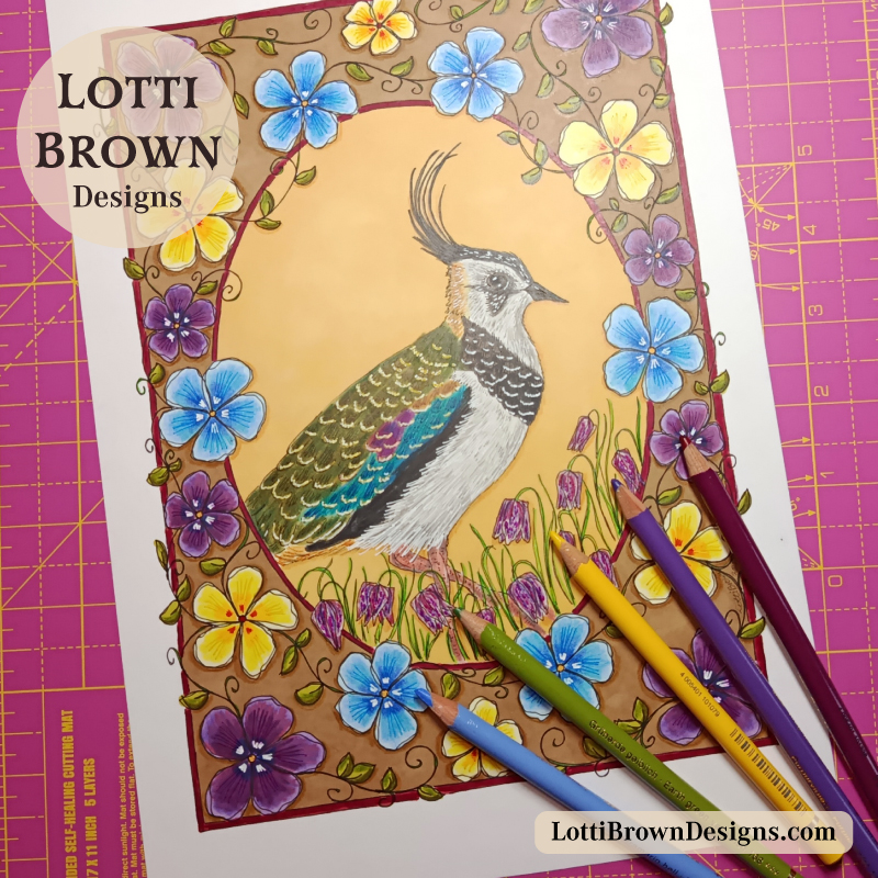 Lapwing coloured pencil drawing