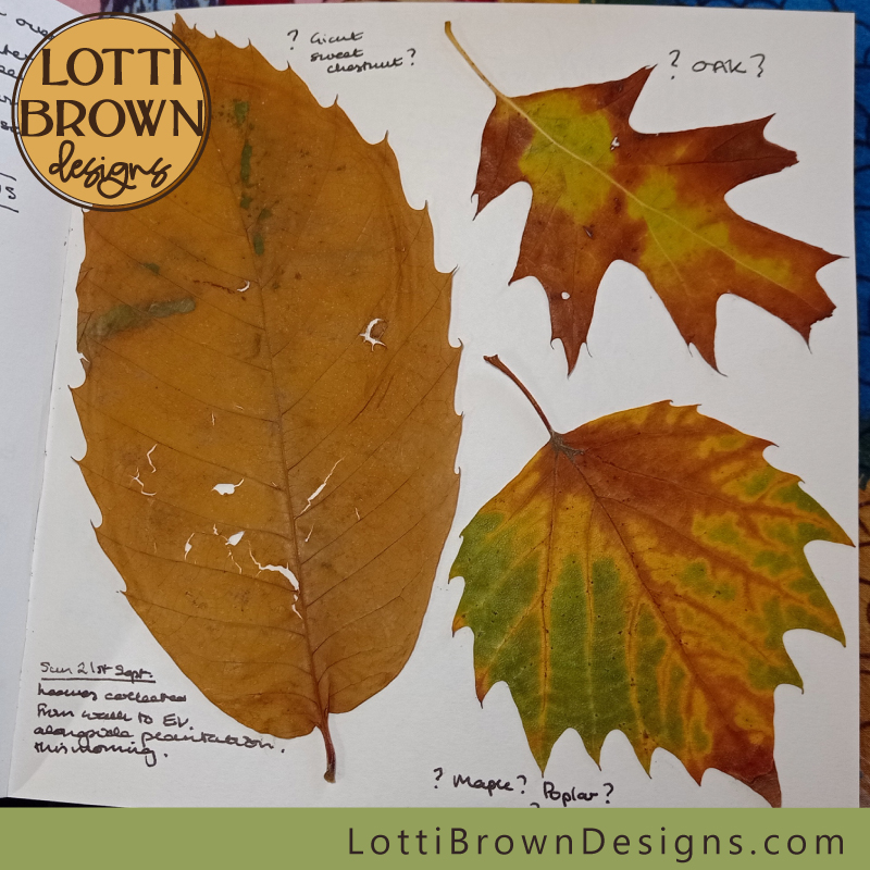 Using collected Leaves in my nature journal, September 2025