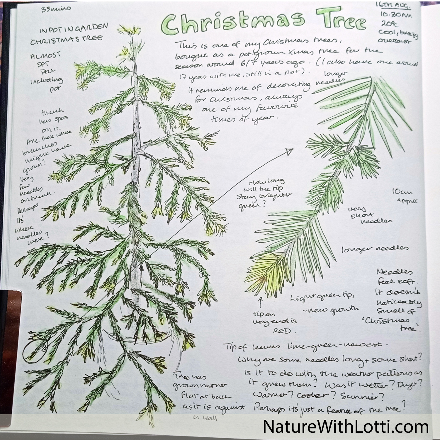 Christmas tree nature journaling page