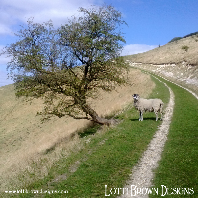 Lone hawthorn tree