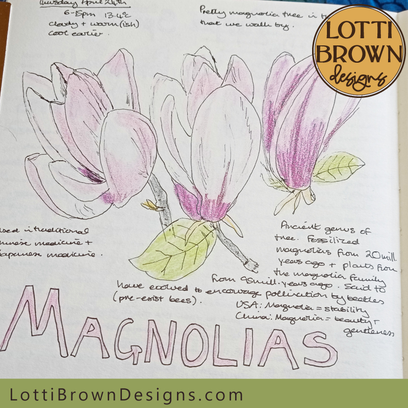 Magnolias nature journal page
