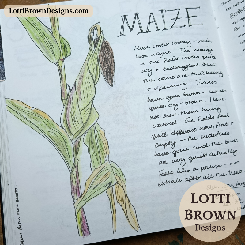 Maize nature journal page