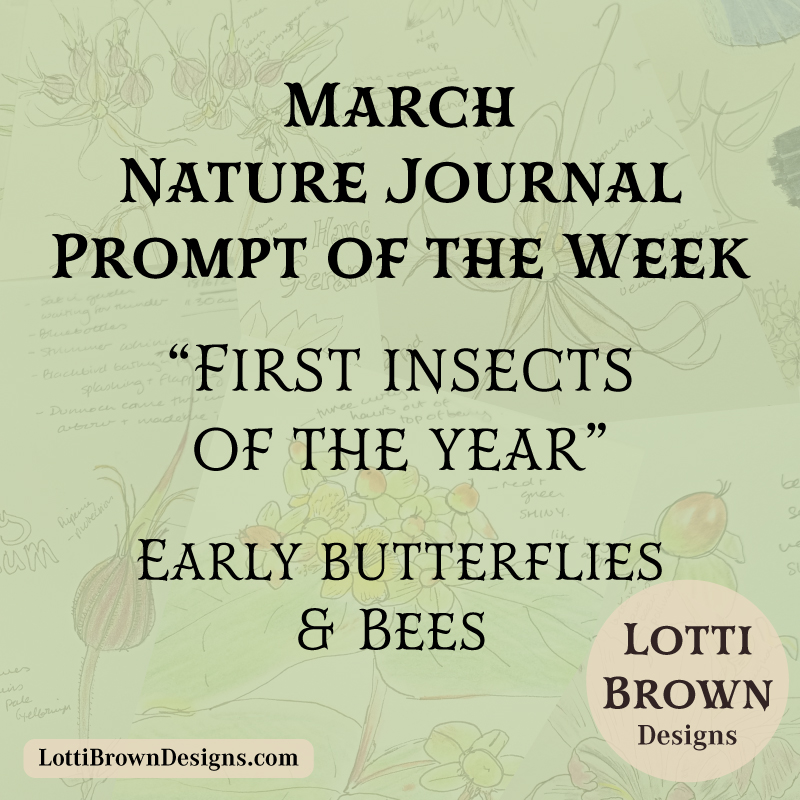 March nature journal prompt - early insects