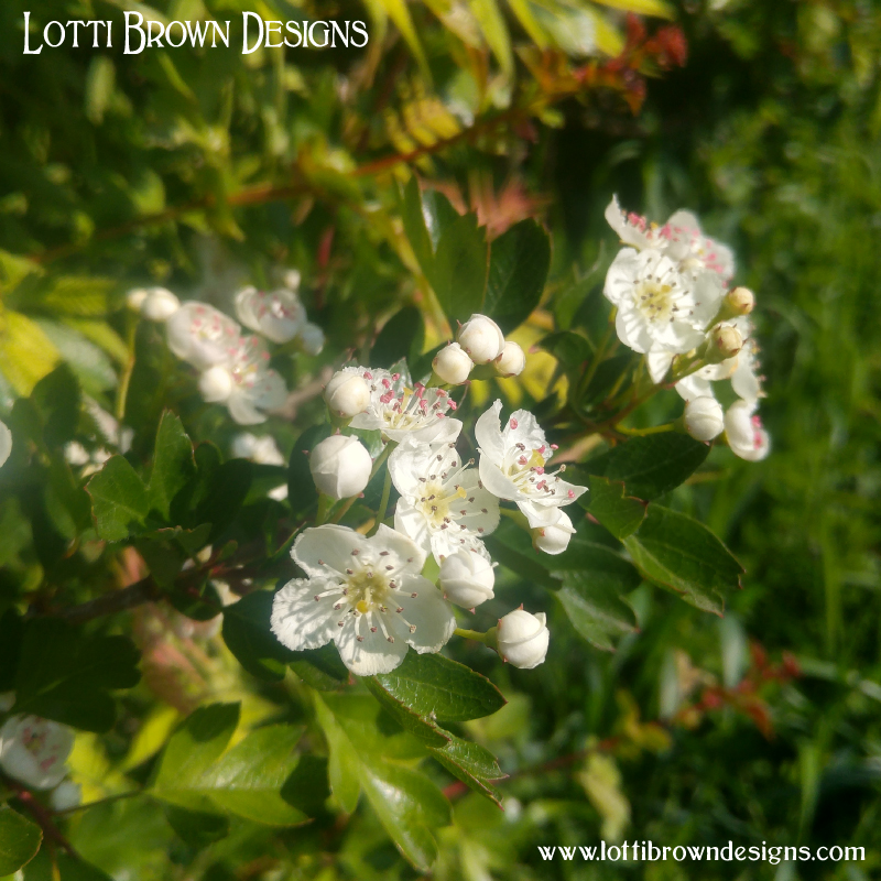 May blossom