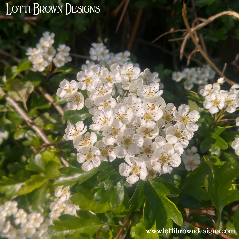 May blossom