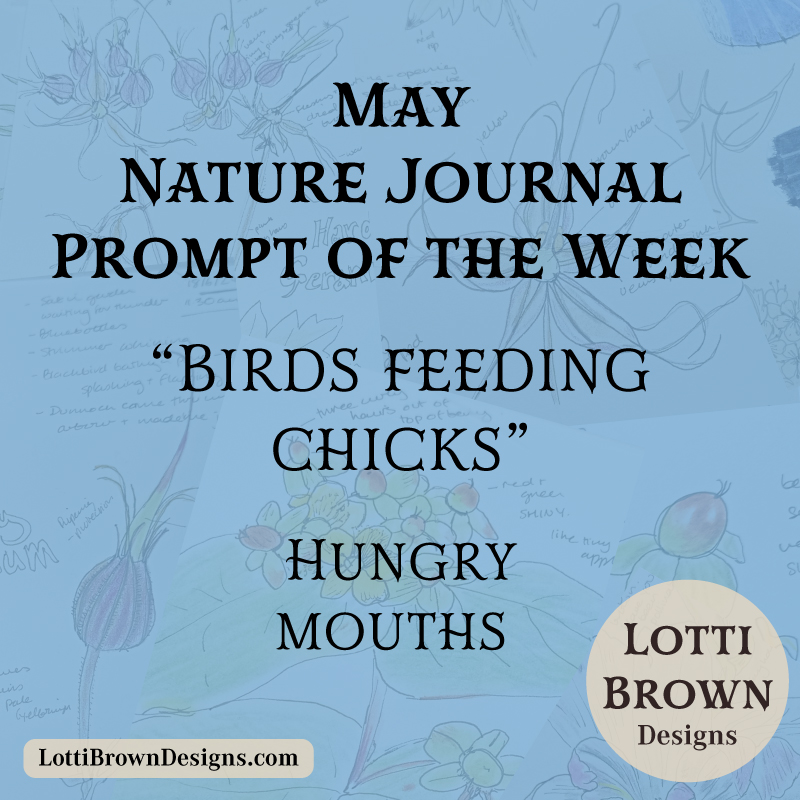 May nature journal weekly prompt - birds feeding chicks