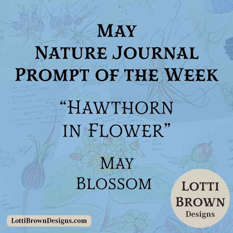 May nature journal prompt - hawthorn blossom