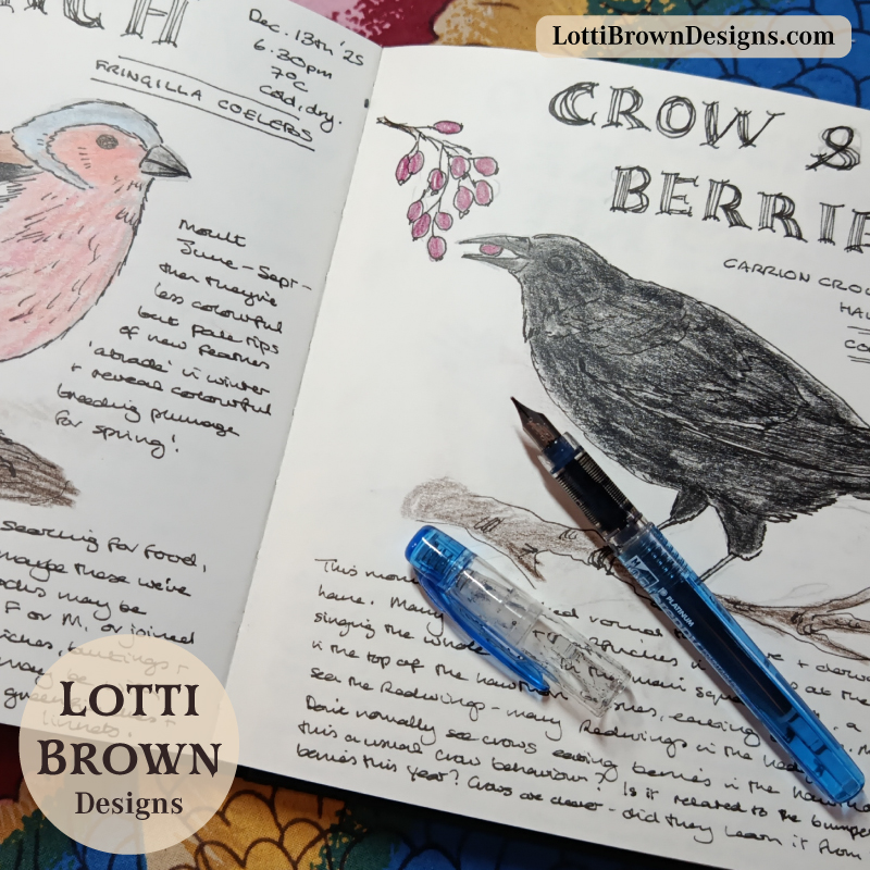 Original British wildlife illustration sketch in my nature journal
