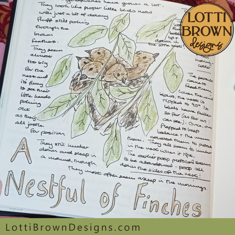 A nestful of goldfinches in my nature journal