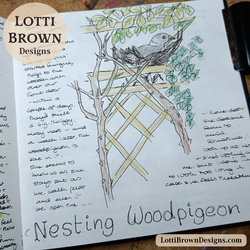 Nesting woodpigeon drawing