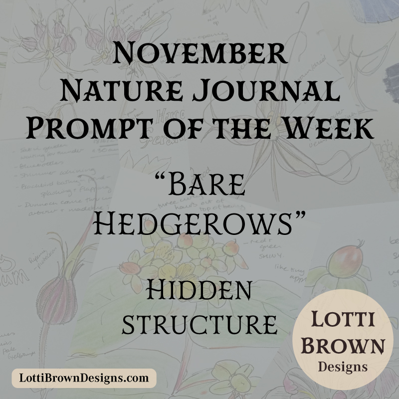 November nature journal weekly prompt - bare hedgerows
