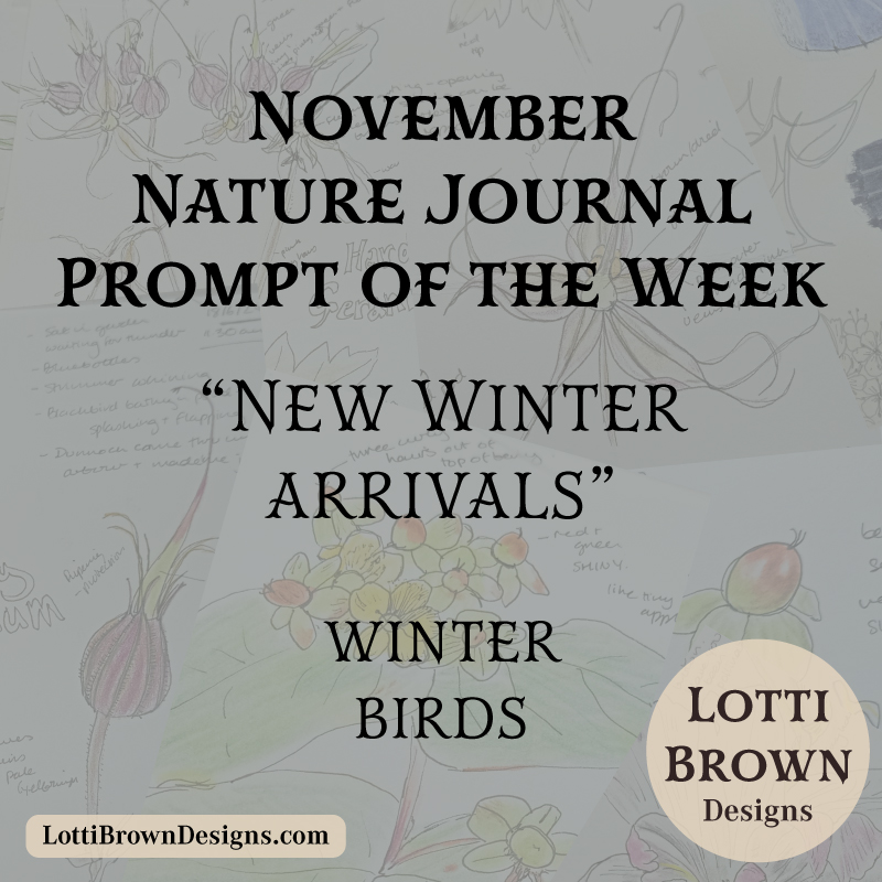November nature journal weekly prompt - winter birds