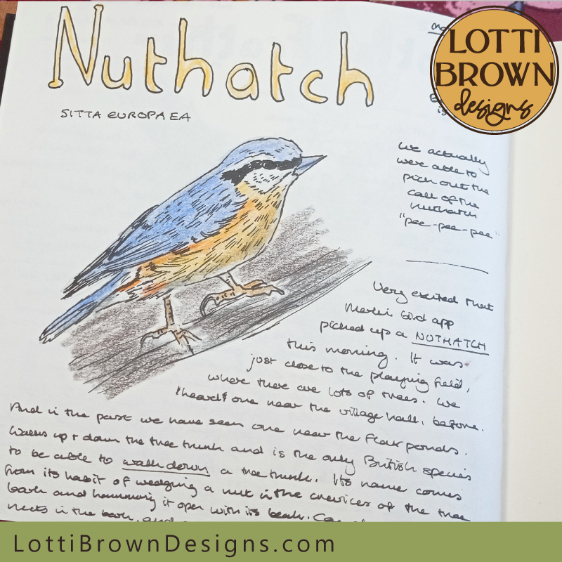Nuthatch nature journal page