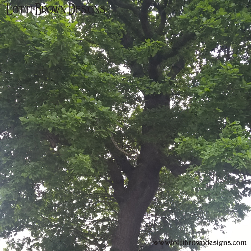 Oak tree photo 7