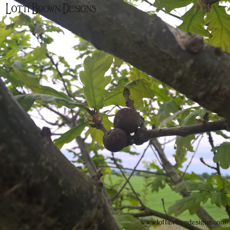 Oak galls