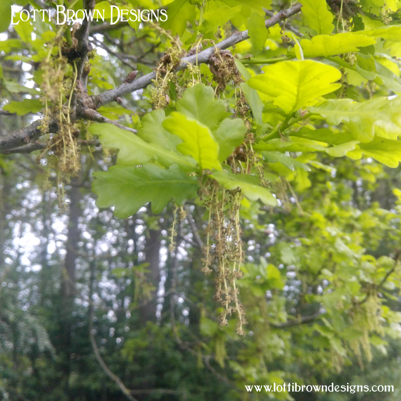 Oak flowers photo 1