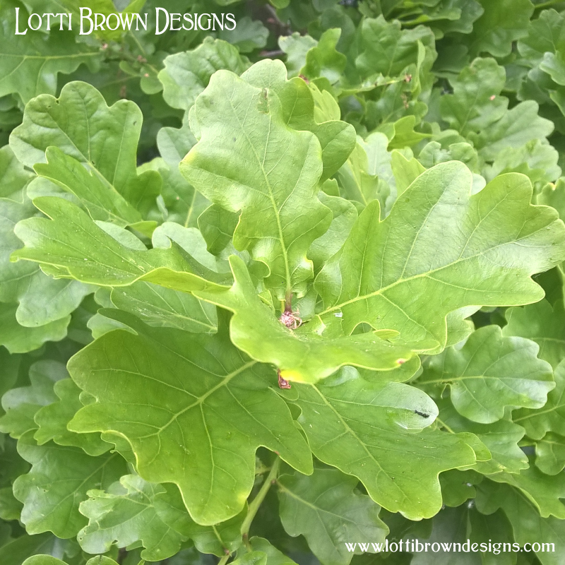 Oak leaves photo 3