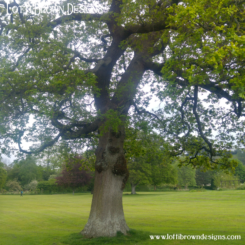 Oak tree photo 11