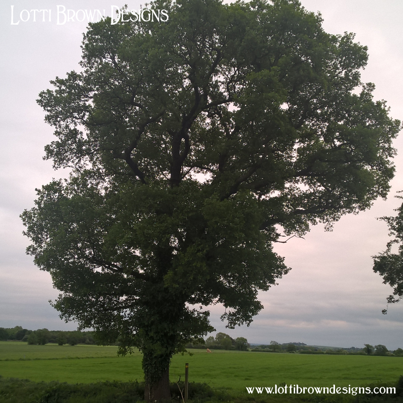 Oak tree photo 8