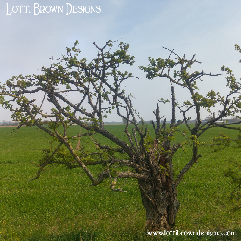 Hawthorn tree