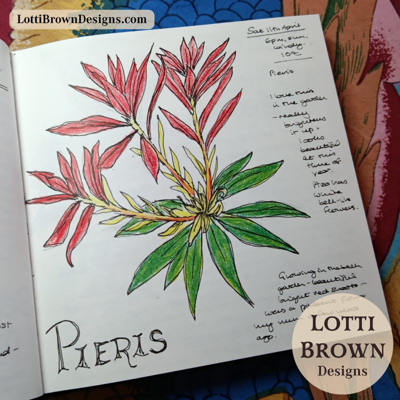 Pieris red shoots drawing in my journal