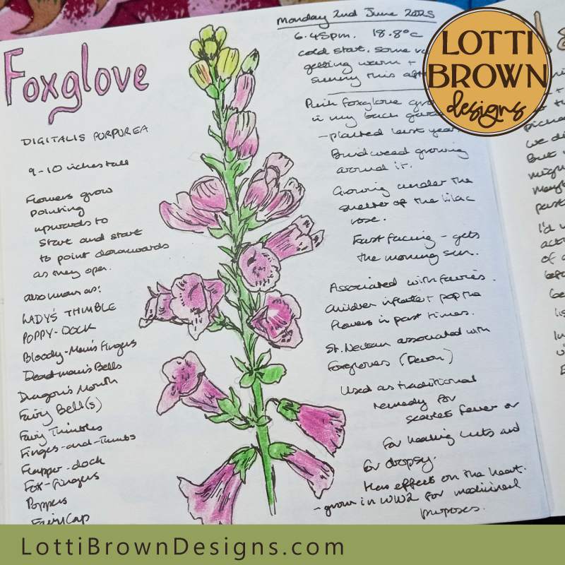 Pink foxglove nature journal page