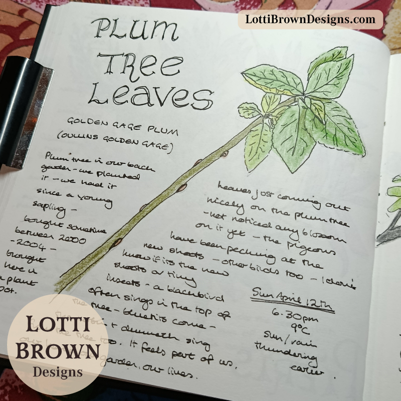 Plum tree twig with leaves, sketch in my journal