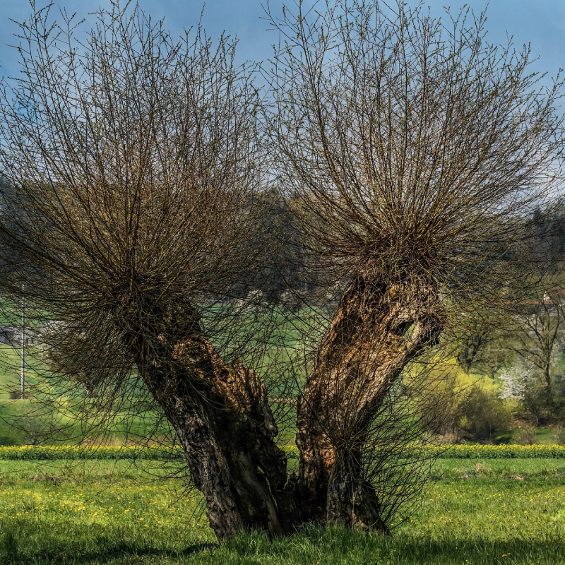 Walking willow tree?