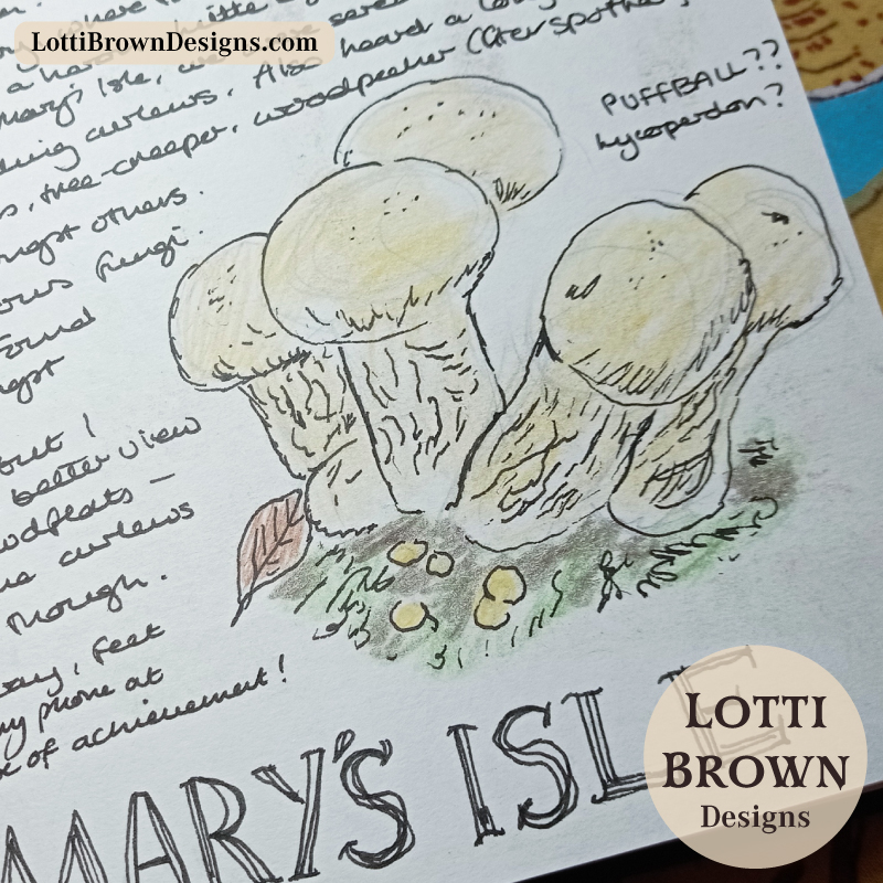 Puffball mushrooms on a woodland floor, drawn in an autumn nature journal inspired by folklore