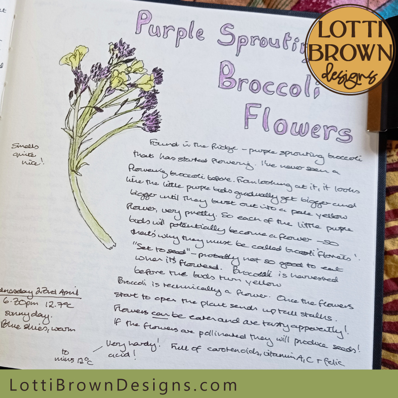 Purple sprouting broccoli nature journal page
