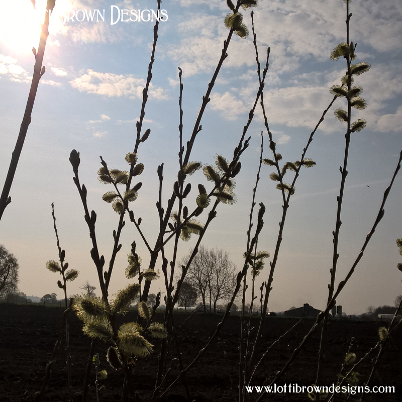 pussy willow branches
