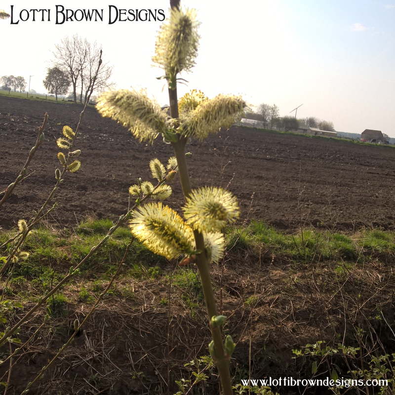 Pussy willow buds