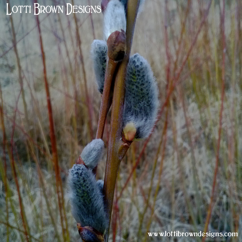 Pussy willow grey buds