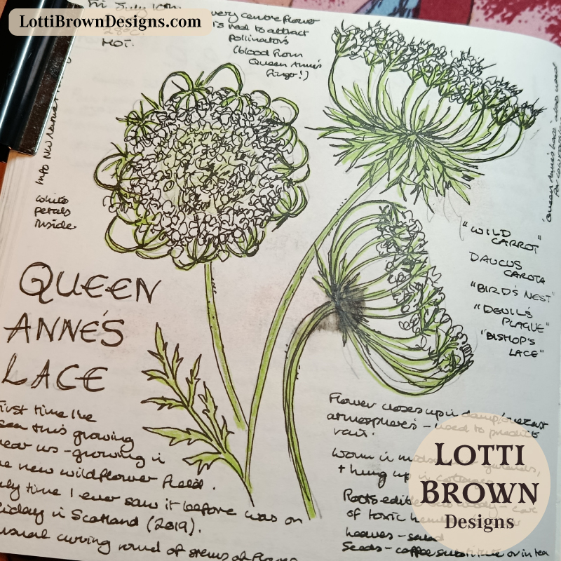 Queen Anne's Lace