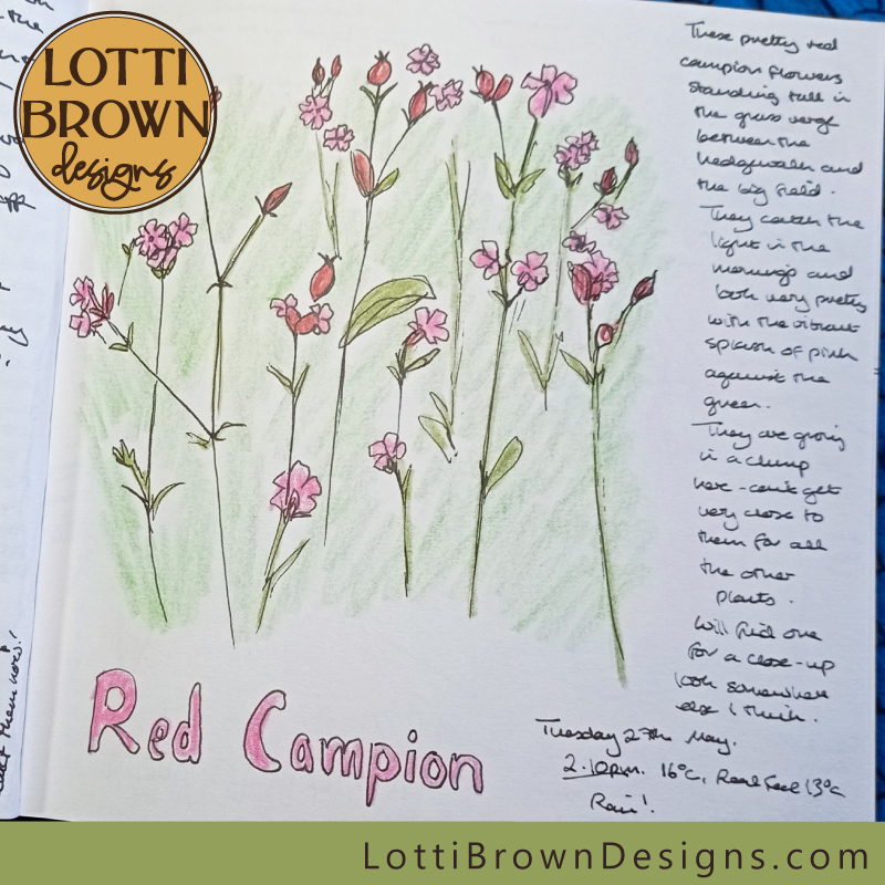 Red Campion drawings in my nature journal