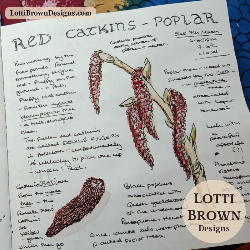 Red catkins on a poplar tree, March, Yorkshire