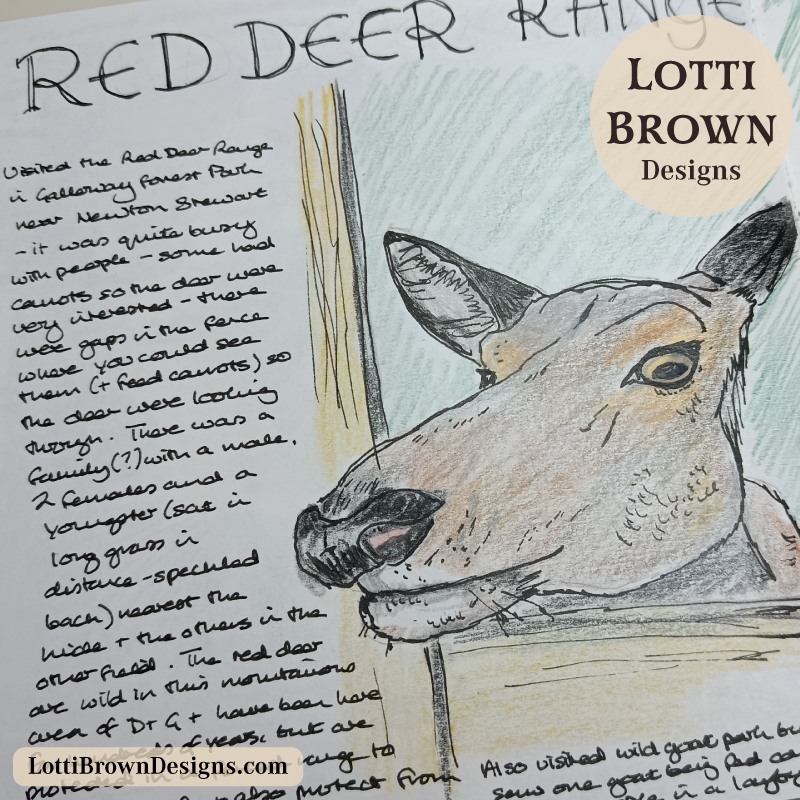 Curious doe drawing in my nature journal