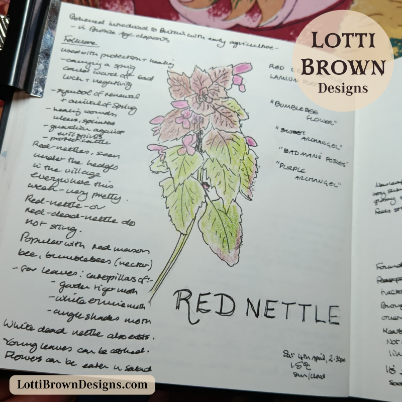Red dead nettle nature journal page