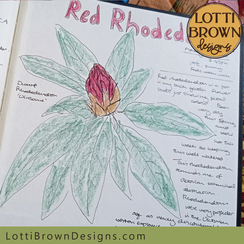 Red rhodedendron nature journal page