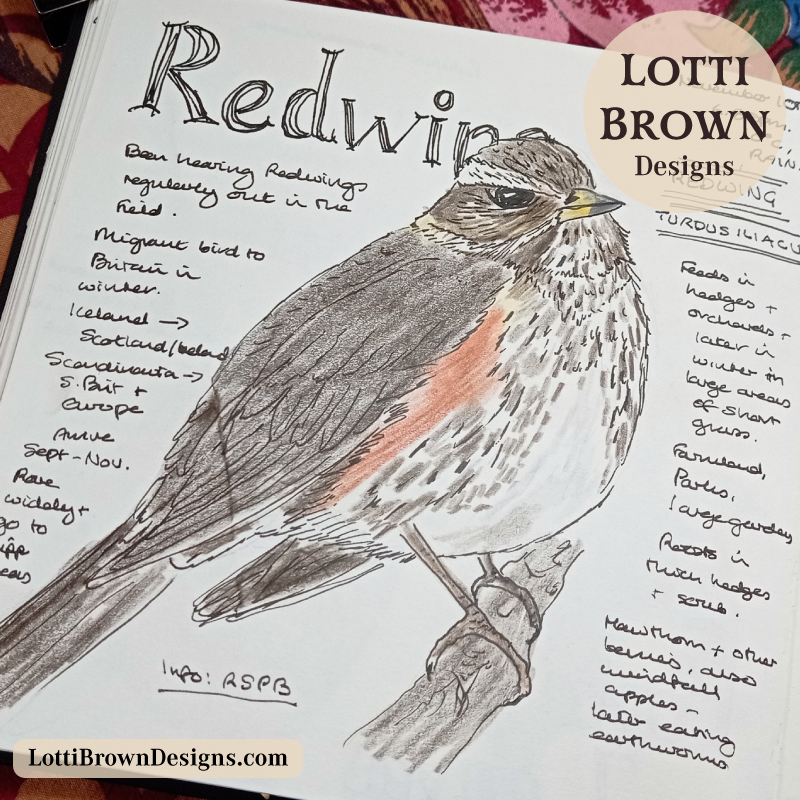 Redwing in my November nature journal