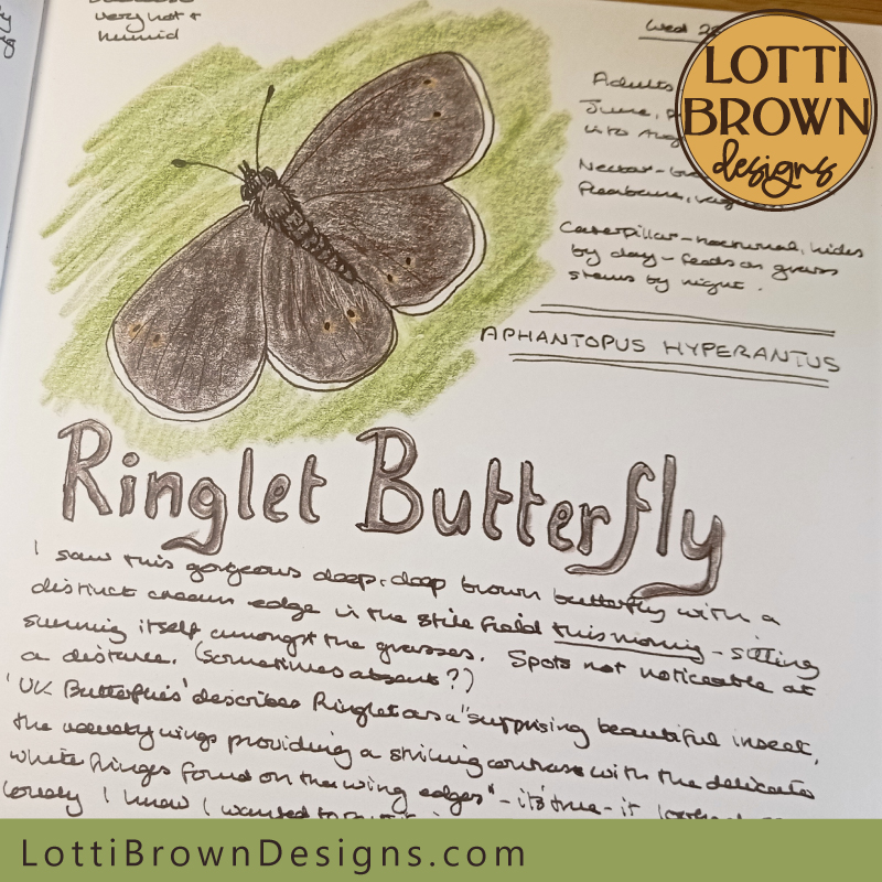 Ringlet butterfly nature journal page