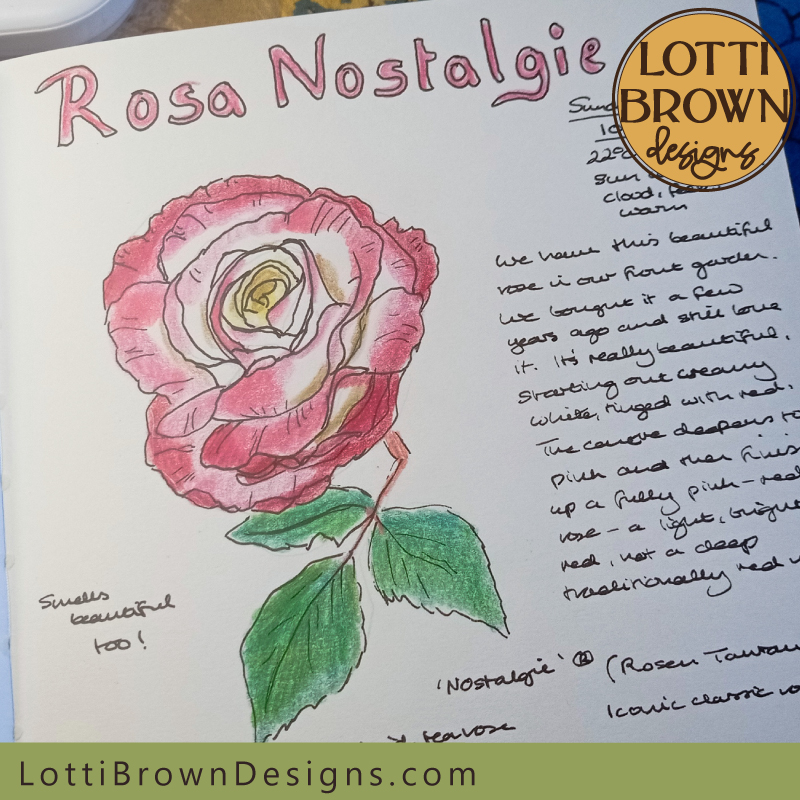 Rosa nostalgie nature journal page
