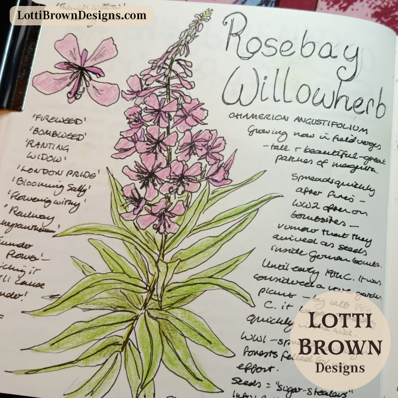 Rosebay willowherb