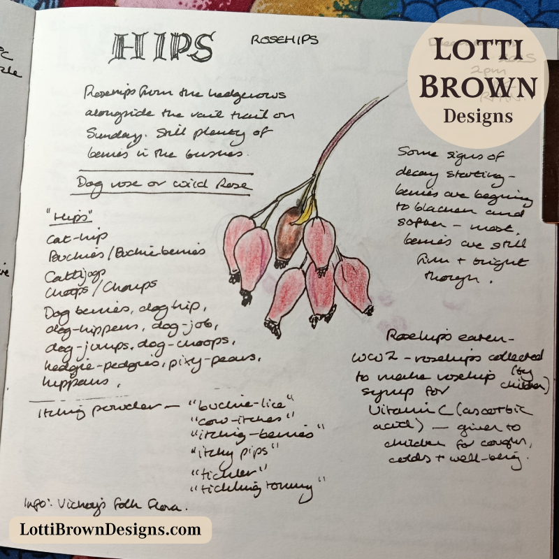Rosehips nature journal page