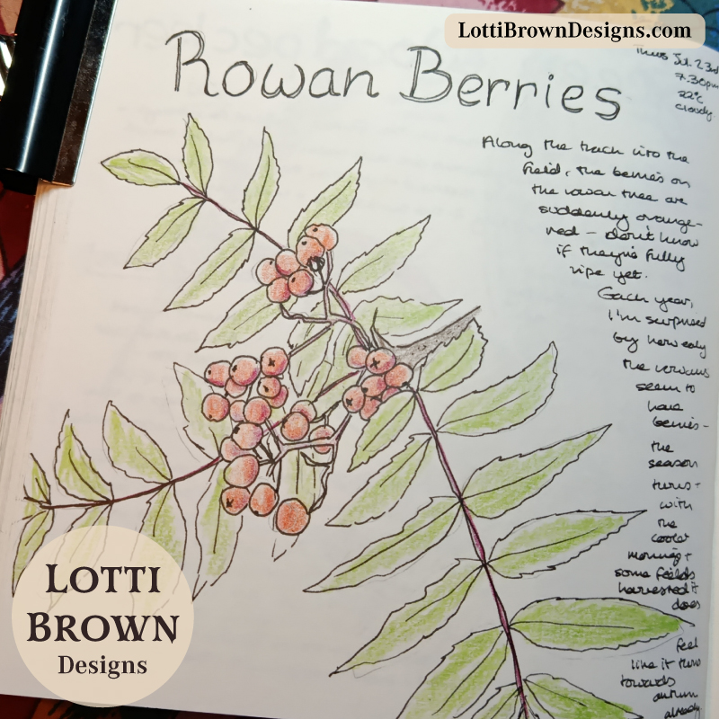 Rowan berries