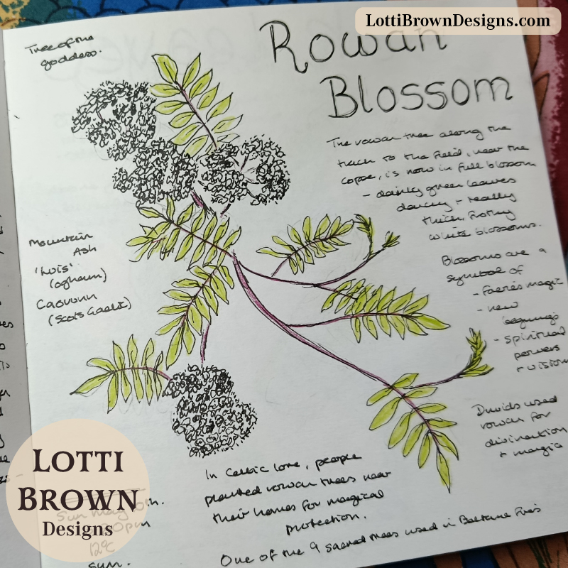 Rowan blossom drawing in my May journal