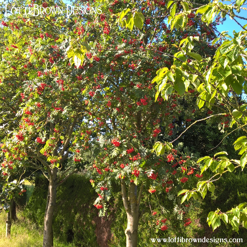 Rowan tree pic 3