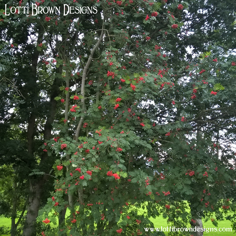 Rowan tree pic 5